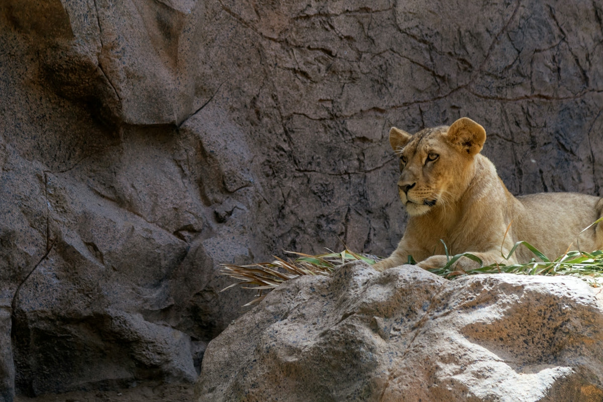 A lion laying on top of a large rock