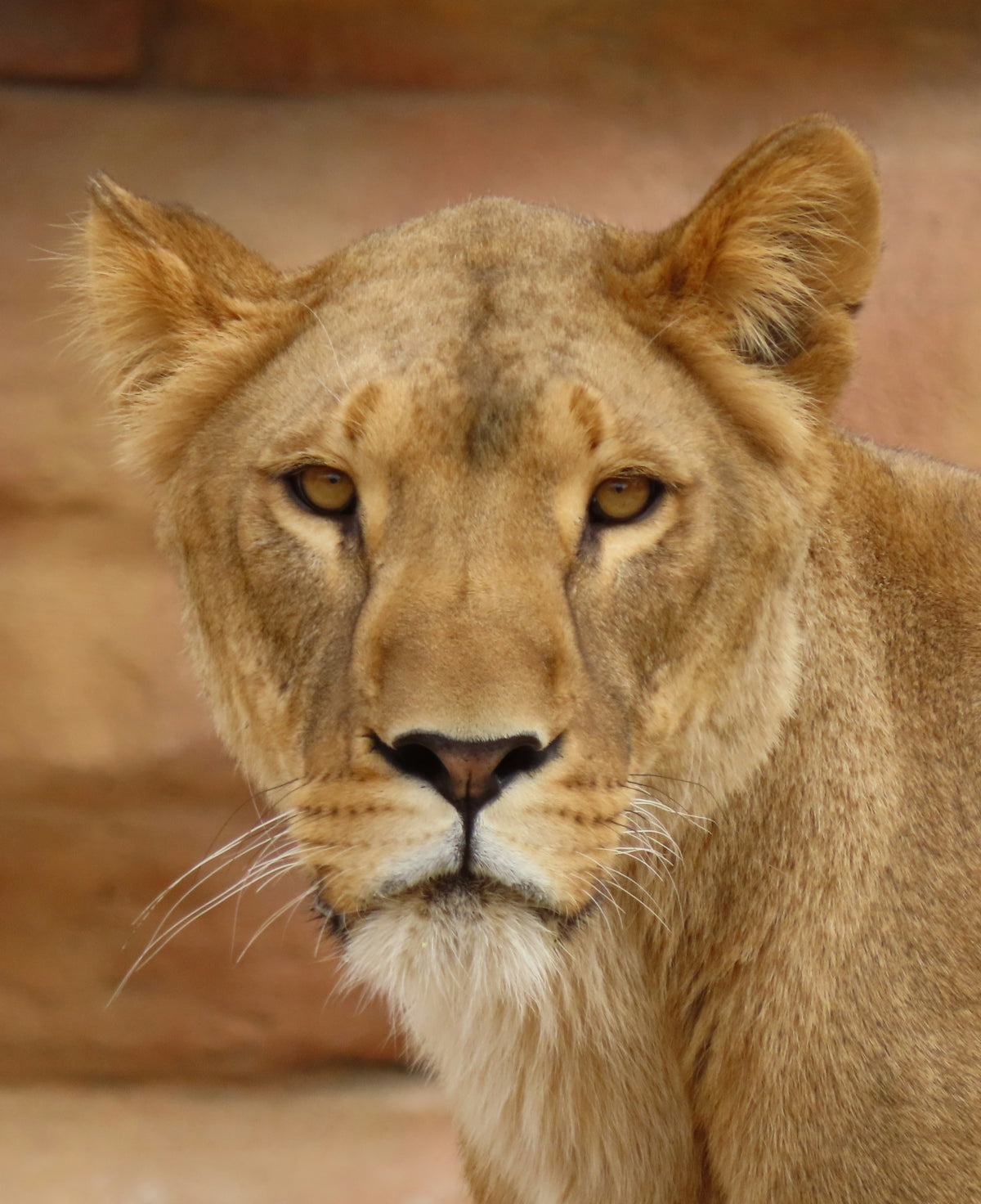 A close-up portrait of a lioness with amber eyes looking forward