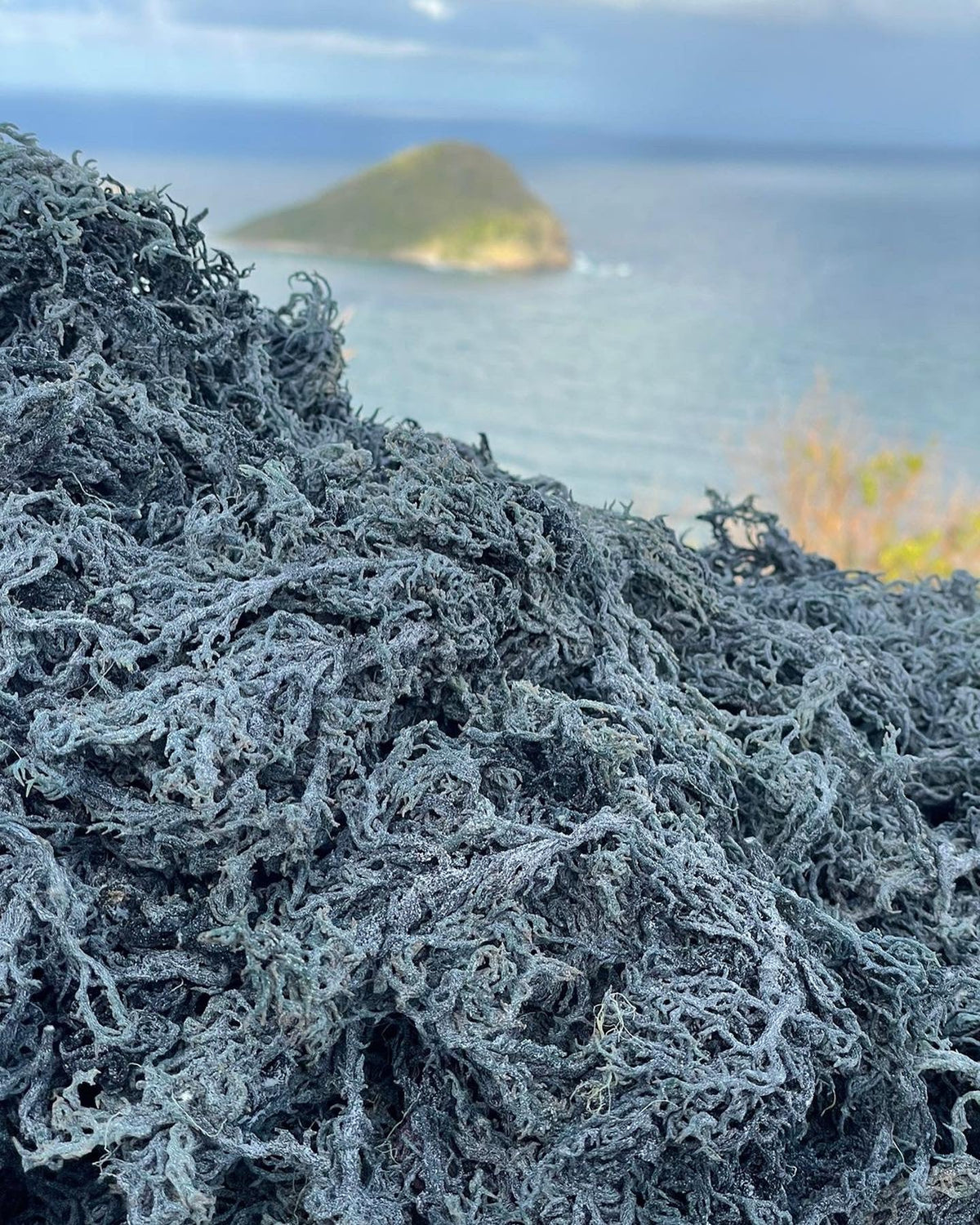 Green Sea Moss Wholesale | 5–50 lb Dried Bulk