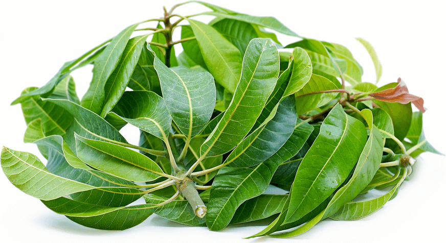 Mango Leaves