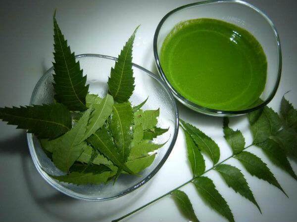 Neem Leaves