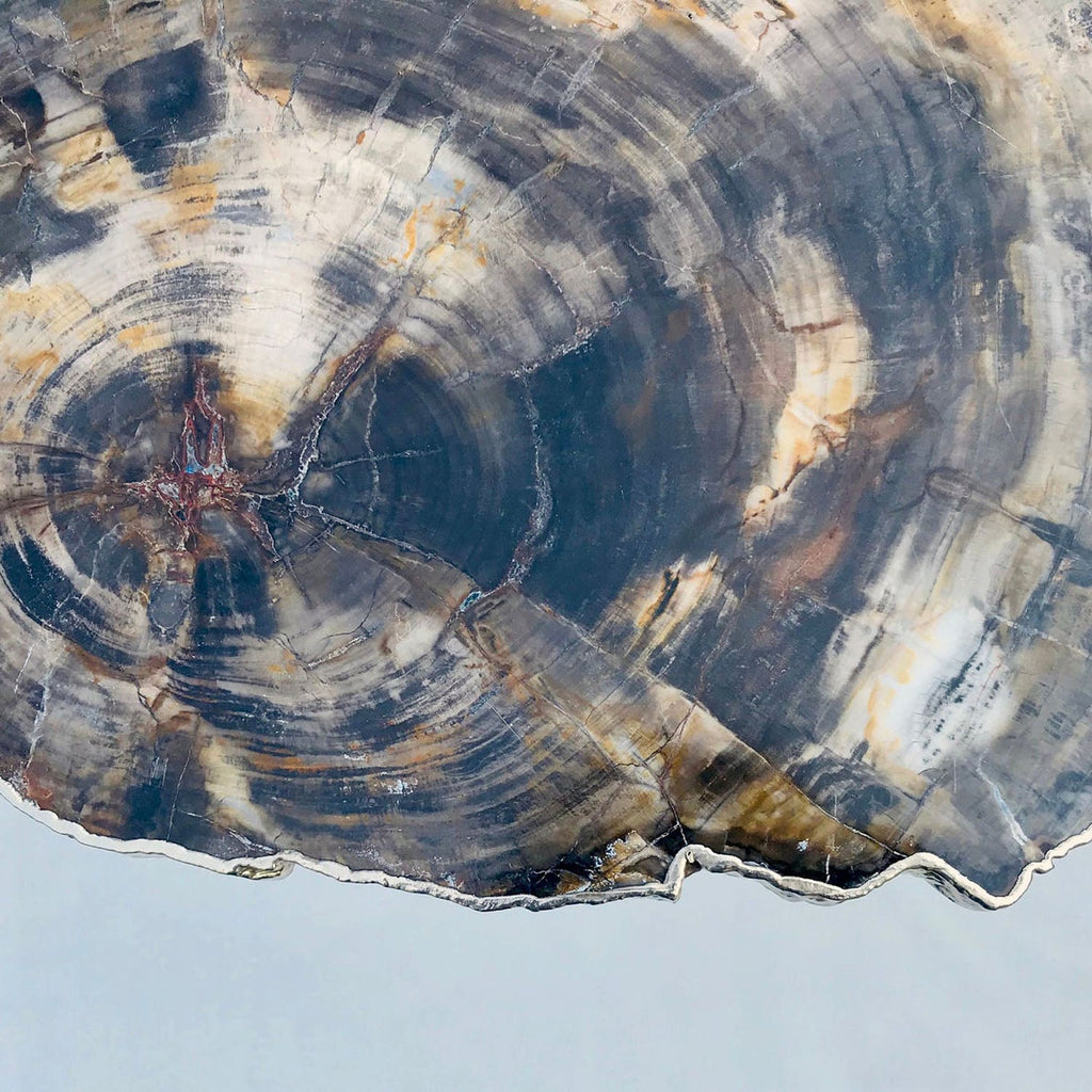 Petrified Wood Side Table, 18" x 12" Organic Edge
