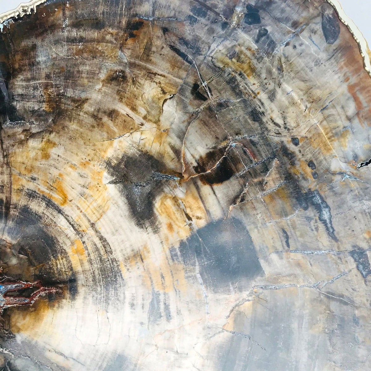 Petrified Wood Side Table, 18" x 12" Organic Edge