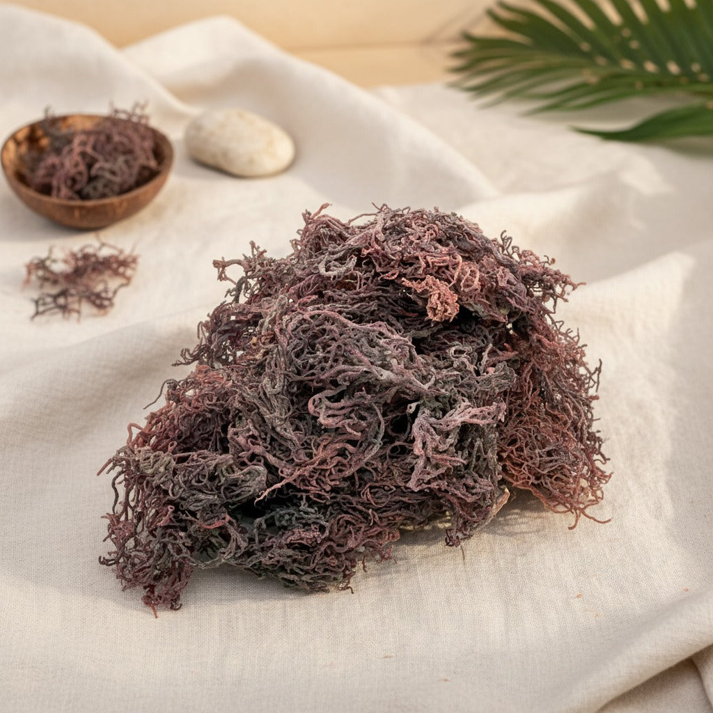 Premium Dark Purple Seamoss — Shipped Direct from Saint Lucia