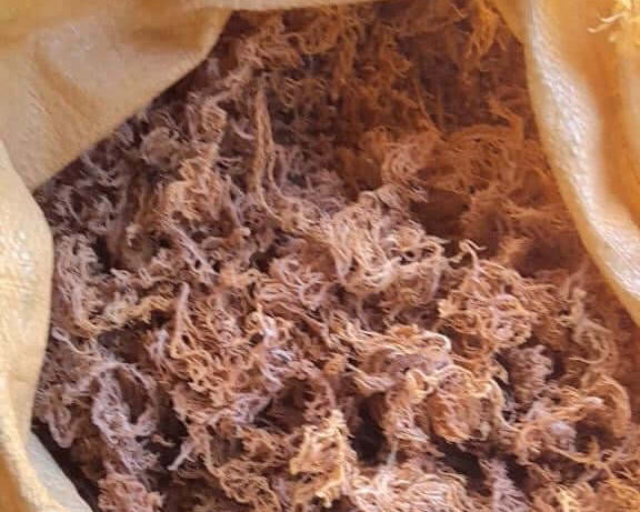 Wholesale Purple Sea Moss – 10 lb Bulk Case (B Grade)