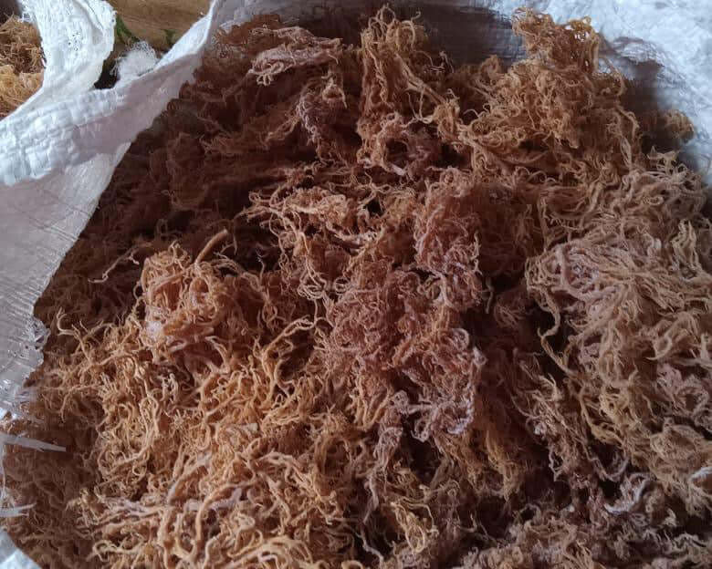 Wholesale Purple Sea Moss – 10 lb Bulk Case (B Grade)