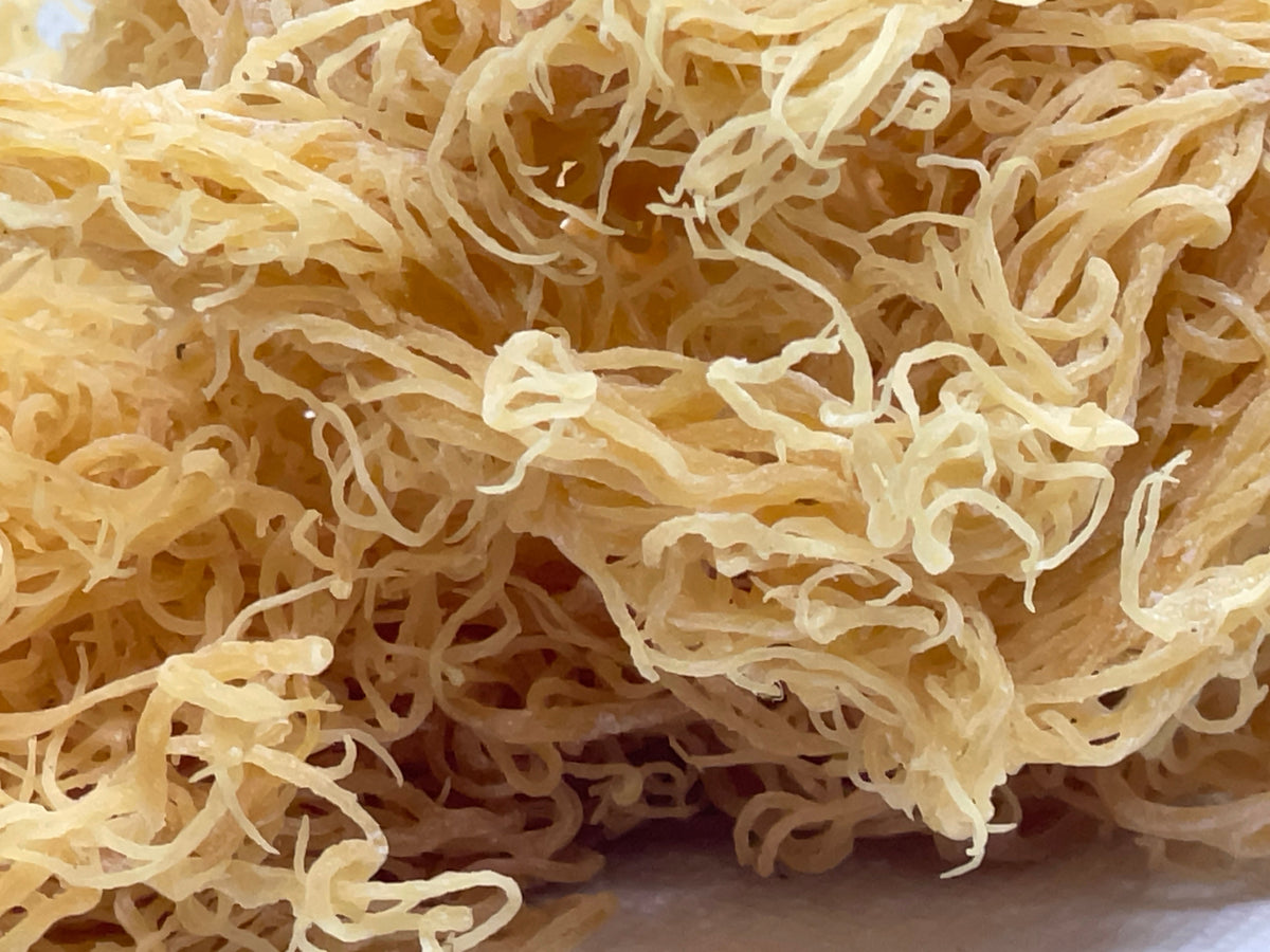 St. Lucian Gold Sea Moss Bulk (Wholesale Dried Seamoss)