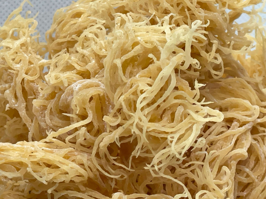 St. Lucian Gold Sea Moss Bulk (Wholesale Dried Seamoss)