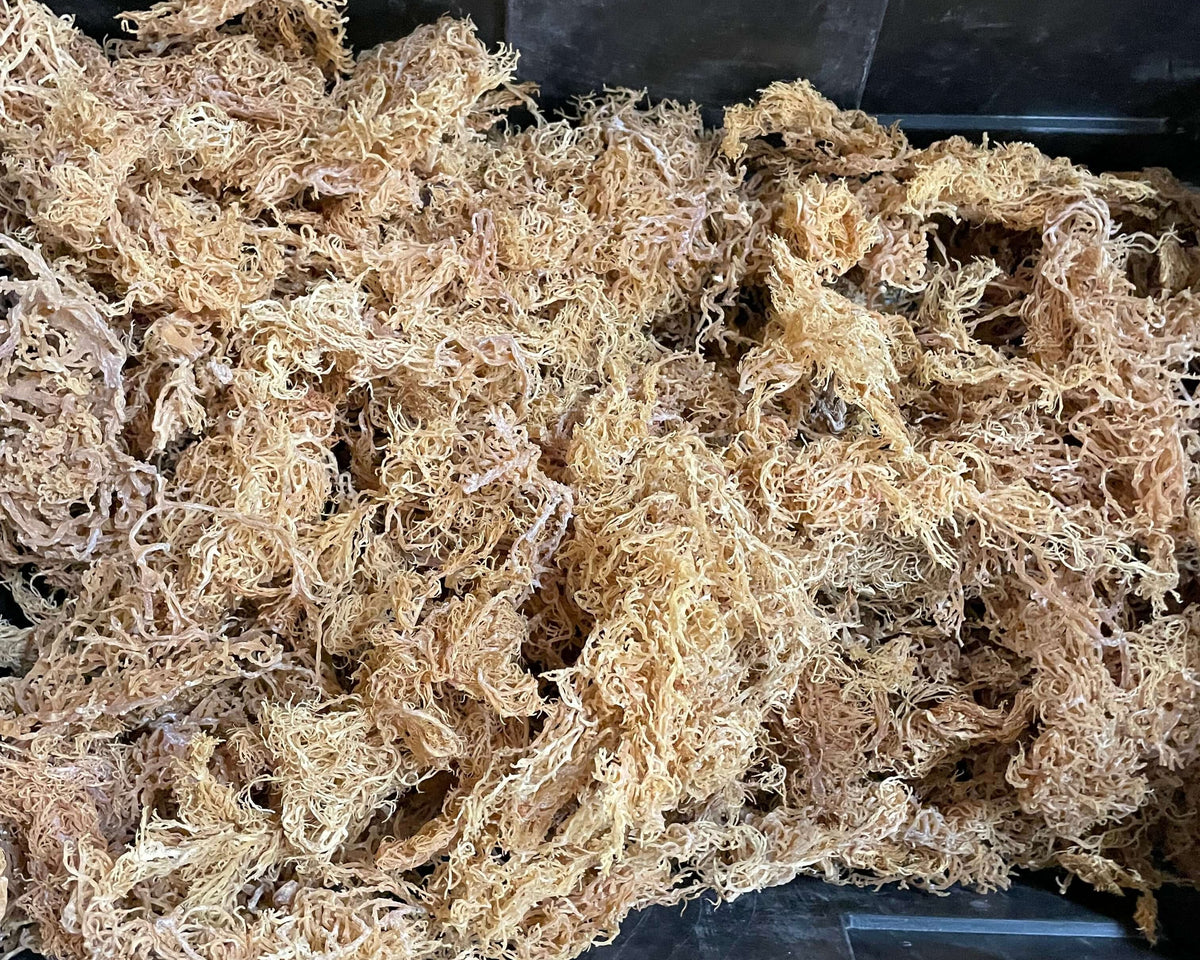 Wholesale Purple Sea Moss – 10 lb Bulk Case (B Grade)
