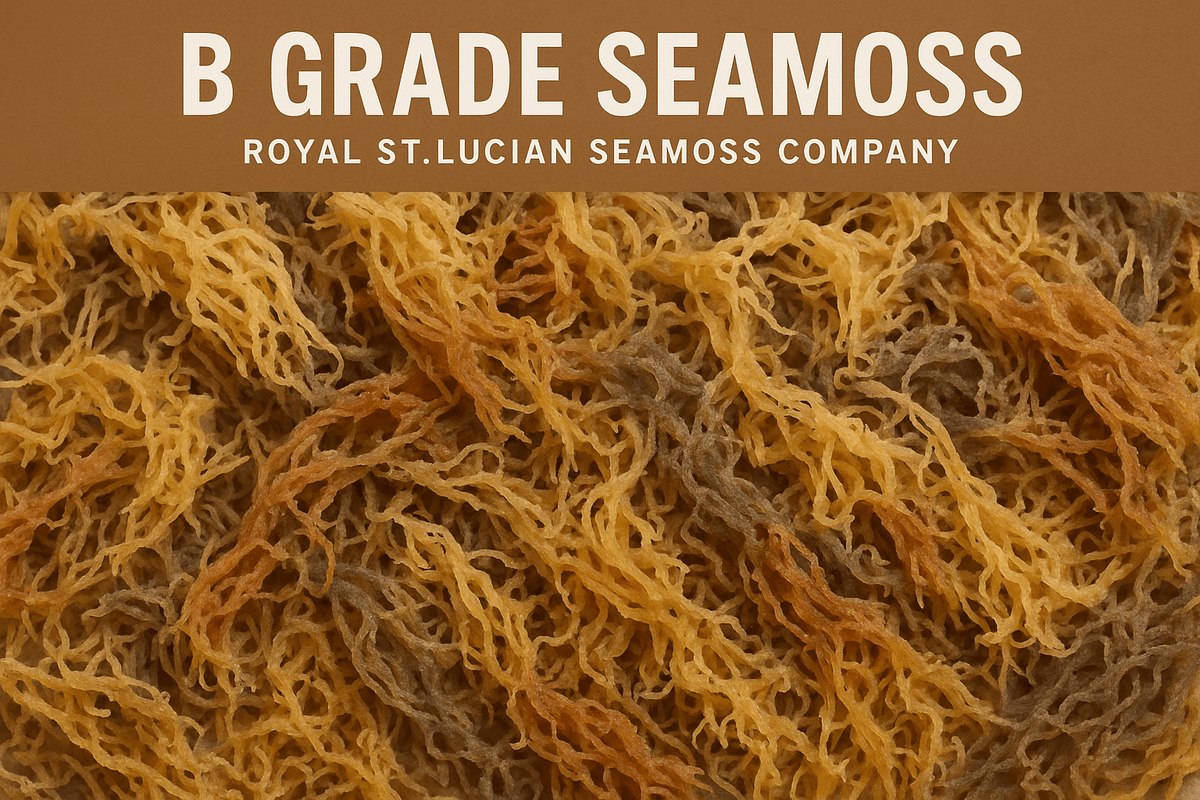 Wholesale Purple Sea Moss – 10 lb Bulk Case (B Grade)