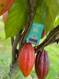 45% Oatmilk Chocolate w/ Waipi'o Vanilla