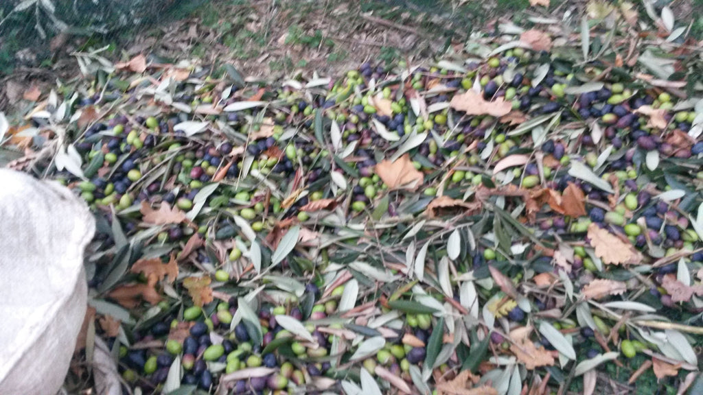 100% ITALIAN EVO Oil Monocultivar Taggiasco in Unfiltered Can-7