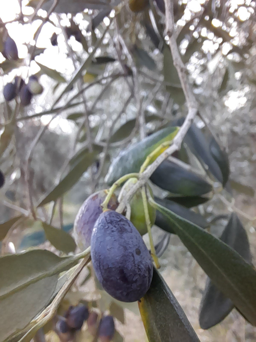 100% ITALIAN EVO Oil Monocultivar Taggiasco in Unfiltered Can-3