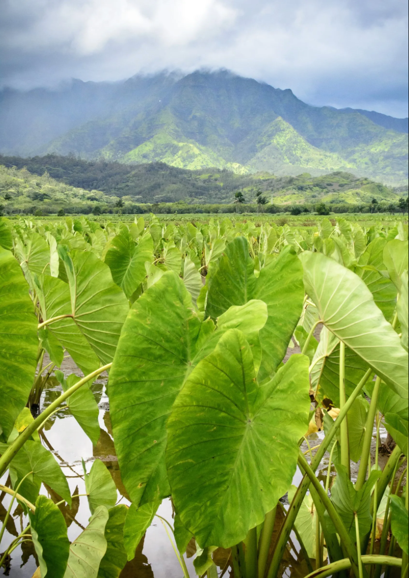 Hawaii Kulolo Kokoleka