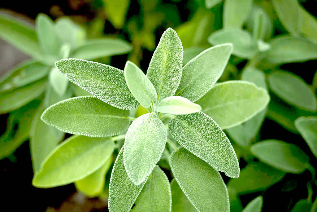 SACRED PEARL - Sage Leaves - Loose Herb Infusion
