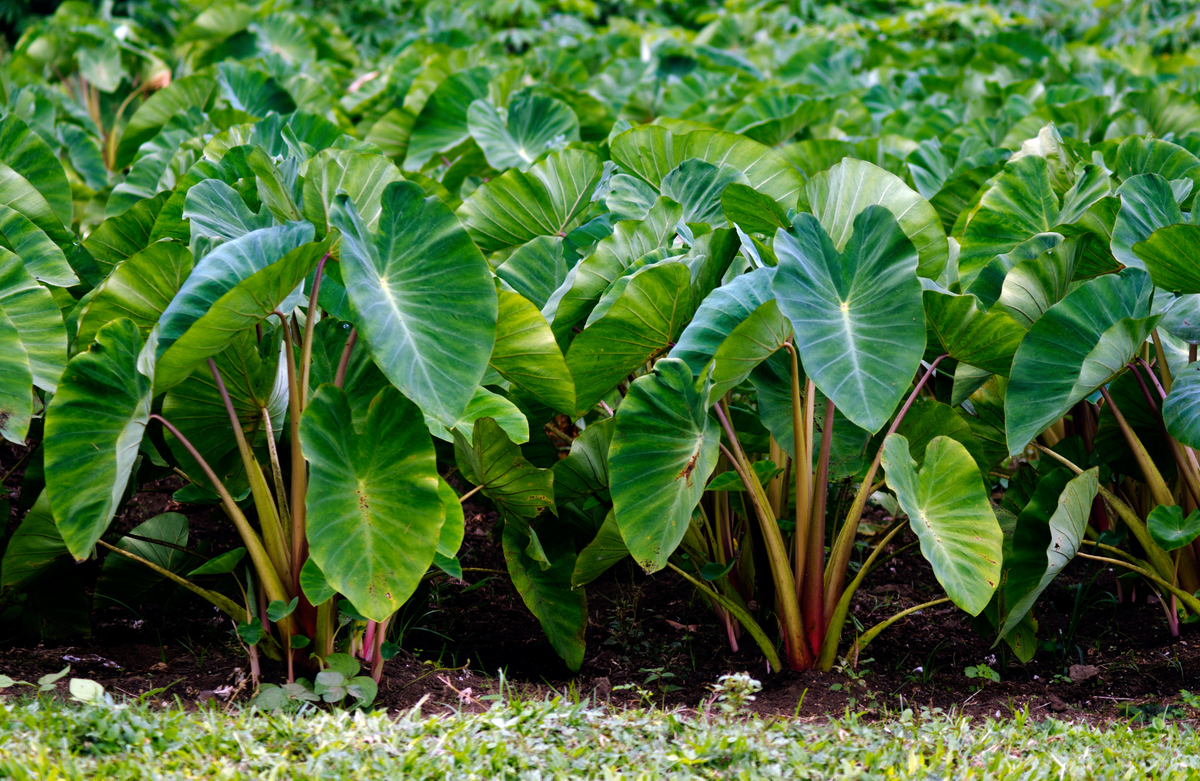 Hawaii Kulolo Kokoleka