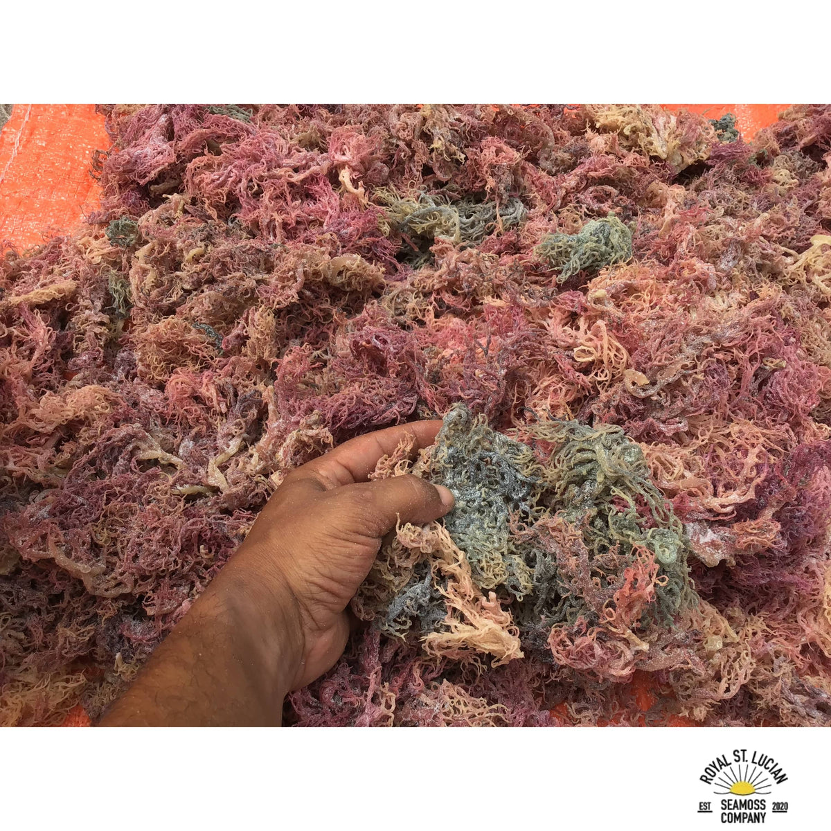Full Spectrum Sea Moss (St. Lucian) | Wholesale Dried-2