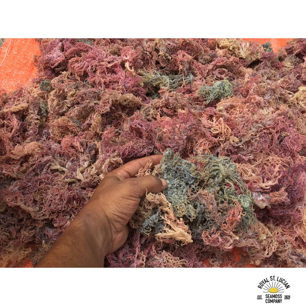 Full Spectrum Seamoss — Shipped Direct from Saint Lucia
