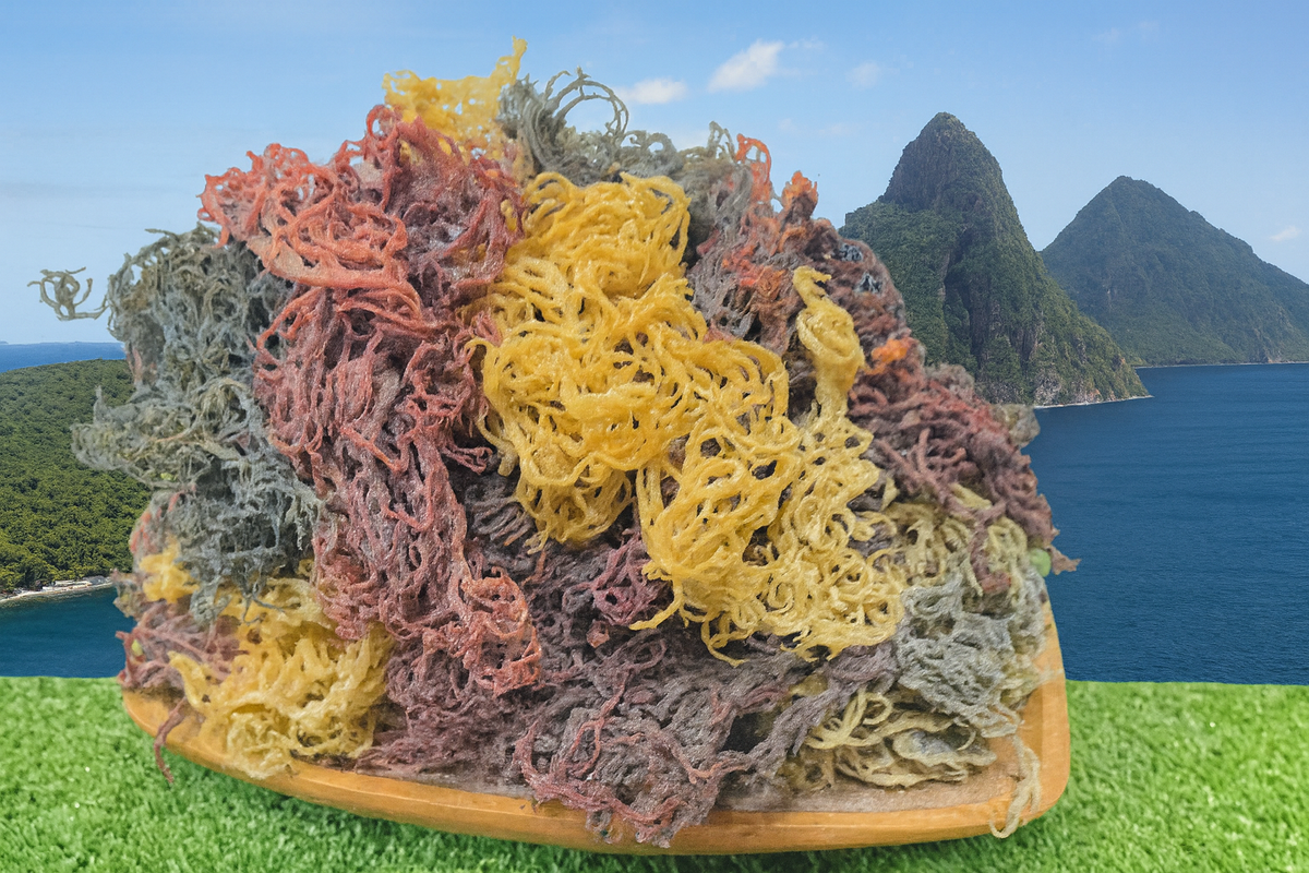 Full Spectrum Seamoss — Shipped Direct from Saint Lucia