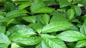 Guinea Hen Weed (Dried Herb) for Tea Blends