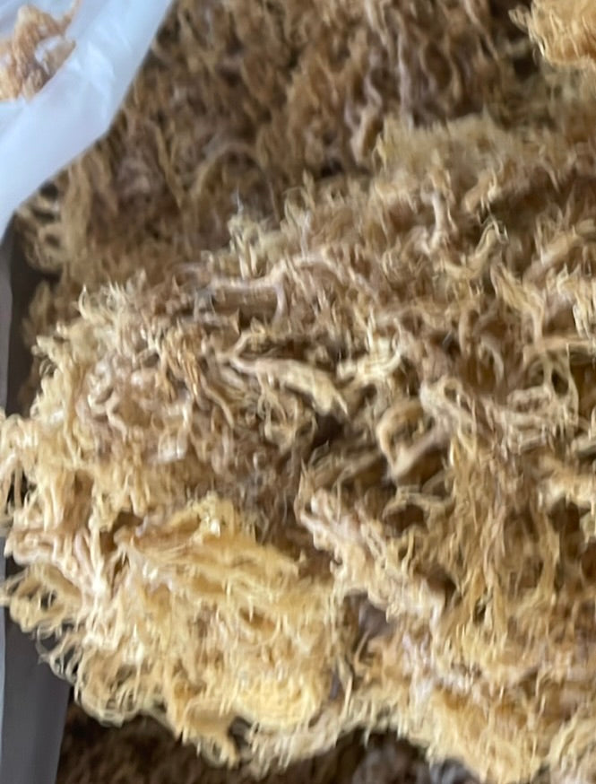 B-Grade Gold Sea Moss | 10 lb Bulk Case