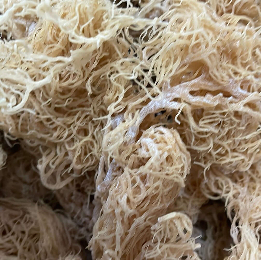 St. Lucian Gold Sea Moss Bulk (Wholesale Dried Seamoss)