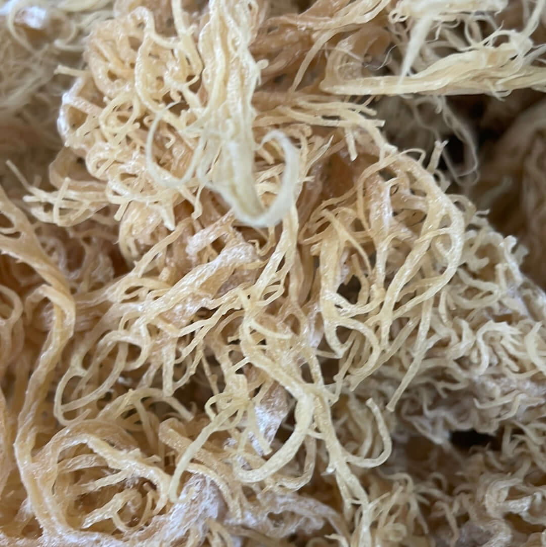 St. Lucian Gold Sea Moss Bulk (Wholesale Dried Seamoss)